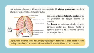 Los pulmones llenan el tórax casi por completo. El vértice pulmonar excede la
altura del tercio medial de las clavículas.
Las caras anterior, lateral y posterior de
los pulmones se apoyan contra las
costillas.
Sus bases se extienden desde el sexto
cartílago costal por delante hasta la
apófisis espinosa de la décima vértebra
torácica por detrás.
Sexto
cartílago
costal
La pleura se extiende cerca de 5 cm (2 pulgadas) por debajo de la base, desde el sexto
cartílago costal en la cara anterior hasta la duodécima costilla en la cara posterior.
XII costilla
 