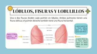 LÓBULOS, FISURAS Y LOBULILLOS
Una o dos fisuras dividen cada pulmón en lóbulos. Ambos pulmones tienen una
fisura oblicua; el pulmón derecho también tiene una fisura horizontal.
Separa el lóbulo
superior del
lóbulo inferior.
La parte superior de
la fisura oblicua
separa el lóbulo
superior del inferior.
La parte inferior de
la fisura oblicua
separa el lóbulo
inferior del lóbulo
medio.
 