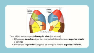 El bronquio derecho origina tres bronquios lobares llamados superior, medio
e inferior
El bronquio izquierdo da origen a los bronquios lobares superior e inferior.
Cada lóbulo recibe su propio bronquio lobar (secundario).
 