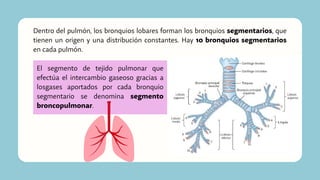 Dentro del pulmón, los bronquios lobares forman los bronquios segmentarios, que
tienen un origen y una distribución constantes. Hay 10 bronquios segmentarios
en cada pulmón.
El segmento de tejido pulmonar que
efectúa el intercambio gaseoso gracias a
losgases aportados por cada bronquio
segmentario se denomina segmento
broncopulmonar.
 