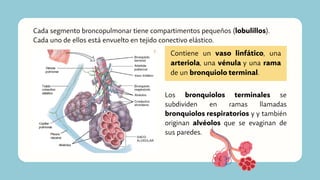 Cada segmento broncopulmonar tiene compartimentos pequeños (lobulillos).
Cada uno de ellos está envuelto en tejido conectivo elástico.
Contiene un vaso linfático, una
arteriola, una vénula y una rama
de un bronquiolo terminal.
Los bronquiolos terminales se
subdividen en ramas llamadas
bronquiolos respiratorios y y también
originan alvéolos que se evaginan de
sus paredes.
 