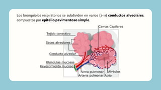 Los bronquiolos respiratorios se subdividen en varios (2-11) conductos alveolares,
compuestos por epitelio pavimentoso simple.
 