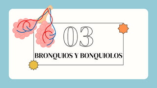 BRONQUIOS Y BONQUIOLOS
03
 