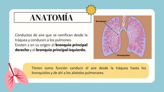 ANATOMÍA
Conductos de aire que se ramifican desde la
tráquea y conducen a los pulmones.
Existen 2 en su origen: el bronquio principal
derecho y el bronquio principal izquierdo.
Tienen como función conducir el aire desde la tráquea hasta los
bronquiolos y de ahí a los alvéolos pulmonares.
 