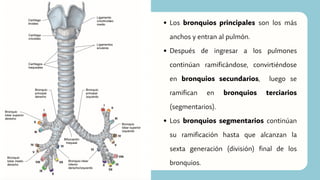 Los bronquios principales son los más
anchos y entran al pulmón.
Después de ingresar a los pulmones
continúan ramificándose, convirtiéndose
en bronquios secundarios, luego se
ramifican en bronquios terciarios
(segmentarios).
Los bronquios segmentarios continúan
su ramificación hasta que alcanzan la
sexta generación (división) final de los
bronquios.
 