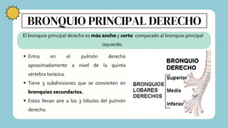 BRONQUIO PRINCIPAL DERECHO
El bronquio principal derecho es más ancho y corto comparado al bronquio principal
izquierdo.
Entra en el pulmón derecho
aproximadamente a nivel de la quinta
vértebra torácica.
Tiene 3 subdivisiones que se convierten en
bronquios secundarios.
Estos llevan aire a los 3 lóbulos del pulmón
derecho.
 