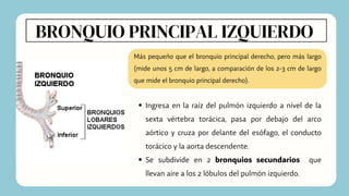 BRONQUIO PRINCIPAL IZQUIERDO
Más pequeño que el bronquio principal derecho, pero más largo
(mide unos 5 cm de largo, a comparación de los 2-3 cm de largo
que mide el bronquio principal derecho).
Ingresa en la raíz del pulmón izquierdo a nivel de la
sexta vértebra torácica, pasa por debajo del arco
aórtico y cruza por delante del esófago, el conducto
torácico y la aorta descendente.
Se subdivide en 2 bronquios secundarios que
llevan aire a los 2 lóbulos del pulmón izquierdo.
 
