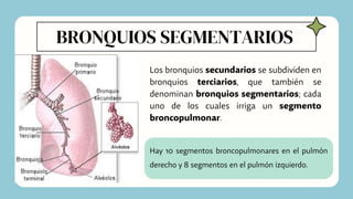 BRONQUIOS SEGMENTARIOS
Los bronquios secundarios se subdividen en
bronquios terciarios, que también se
denominan bronquios segmentarios; cada
uno de los cuales irriga un segmento
broncopulmonar.
Hay 10 segmentos broncopulmonares en el pulmón
derecho y 8 segmentos en el pulmón izquierdo.
 