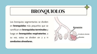 BRONQUIOLOS
Los bronquios segmentarios se dividen
en bronquiolos más pequeños que se
ramifican en bronquiolos terminales y
luego en bronquiolos respiratorios; a
su vez, estos se dividen en 2 a 11
conductos alveolares.
 
