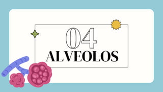 ALVEOLOS
04
 