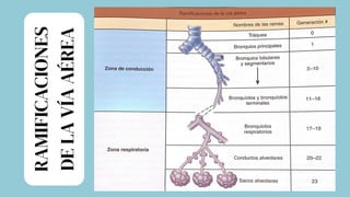 RAMIFICACIONES
DE
LA
VÍA
AÉREA
 