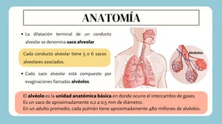 La dilatación terminal de un conducto
alveolar se denomina saco alveolar
Cada saco alveolar está compuesto por
evaginaciones llamadas alvéolos.
El alvéolo es la unidad anatómica básica en donde ocurre el intercambio de gases.
Es un saco de aproximadamente 0,2 a 0,5 mm de diámetro.
En un adulto promedio, cada pulmón tiene aproximadamente 480 millones de alvéolos.
ANATOMÍA
Cada conducto alveolar tiene 5 o 6 sacos
alveolares asociados.
 
