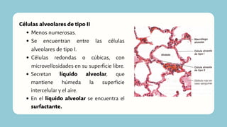 Menos numerosas.
Se encuentran entre las células
alveolares de tipo I.
Células redondas o cúbicas, con
microvellosidades en su superficie libre.
Secretan líquido alveolar, que
mantiene húmeda la superficie
intercelular y el aire.
En el líquido alveolar se encuentra el
surfactante.
Células alveolares de tipo II
 