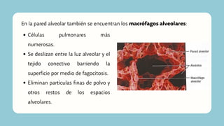 En la pared alveolar también se encuentran los macrófagos alveolares:
Células pulmonares más
numerosas.
Se deslizan entre la luz alveolar y el
tejido conectivo barriendo la
superficie por medio de fagocitosis.
Eliminan partículas finas de polvo y
otros restos de los espacios
alveolares.
 