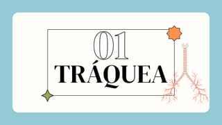 TRÁQUEA
01
 