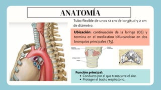 Ubicación: continuación de la laringe (C6) y
termina en el mediastino bifurcándose en dos
bronquios principales (T5).
ANATOMÍA
Tubo flexible de unos 12 cm de longitud y 2 cm
de diámetro.
Conducto por el que transcurre el aire.
Proteger el tracto respiratorio.
Función principal:
 