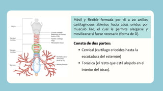 Móvil y flexible formada por 16 a 20 anillos
cartilaginosos abiertos hacia atrás unidos por
musculo liso, el cual le permite alargarse y
movilizarse si fuese necesario (forma de D).
Cervical (cartílago cricoides hasta la
escotadura del esternón)
Torácica (el resto que está alojado en el
interior del tórax).
Consta de dos partes:
 