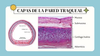CAPAS DE LA PARED TRAQUEAL
Mucosa
Adventicia
Submucosa
Cartílago hialino
 