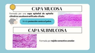 CAPA MUCOSA
Brinda protección contra el polvo.
Formada por una capa epitelial de epitelio
cilíndrico seudoestratificado ciliado.
CAPA SUBMUCOSA
Formada por tejido conectivo areolar.
 