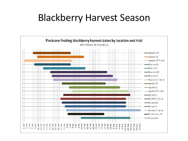 Blackberry Ripening Chart