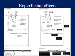 Reperfusion effects
 