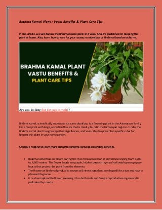 Brahma Kamal Plant : Vastu Benefits & Plant Care Tips
In this article, we will discuss the Brahma kamal plant and Vastu Shastra guidelines for keeping this
plant at home. Also, learn how to care for your saussurea obvallata or Brahma Kamalam at home.
Are you looking flat for sale in vashi?
Brahma kamal, scientifically known as saussurea obvallata, is a flowering plant in the Asteraceae family.
It is a rare plant with large, attractive flowers that is mostly found in the Himalayan region. In India, the
Brahma kamal plant has great spiritual significance, and Vastu Shastra prescribes specific rules for
keeping this plant in your home garden.
Continue reading to learn more about the Brahma kamal plant and its benefits.
 Brahma kamal flowers bloom during the mid-monsoon season at elevations ranging from 3,700
to 4,600 metres. The flower heads are purple, hidden beneath layers of yellowish-green papery
bracts that protect the plant from the elements.
 The flowers of Brahma kamal, also known as Brahma kamalam, are shaped like a star and have a
pleasant fragrance.
 It is a hermaphrodite flower, meaning it has both male and female reproductive organs and is
pollinated by insects.
 