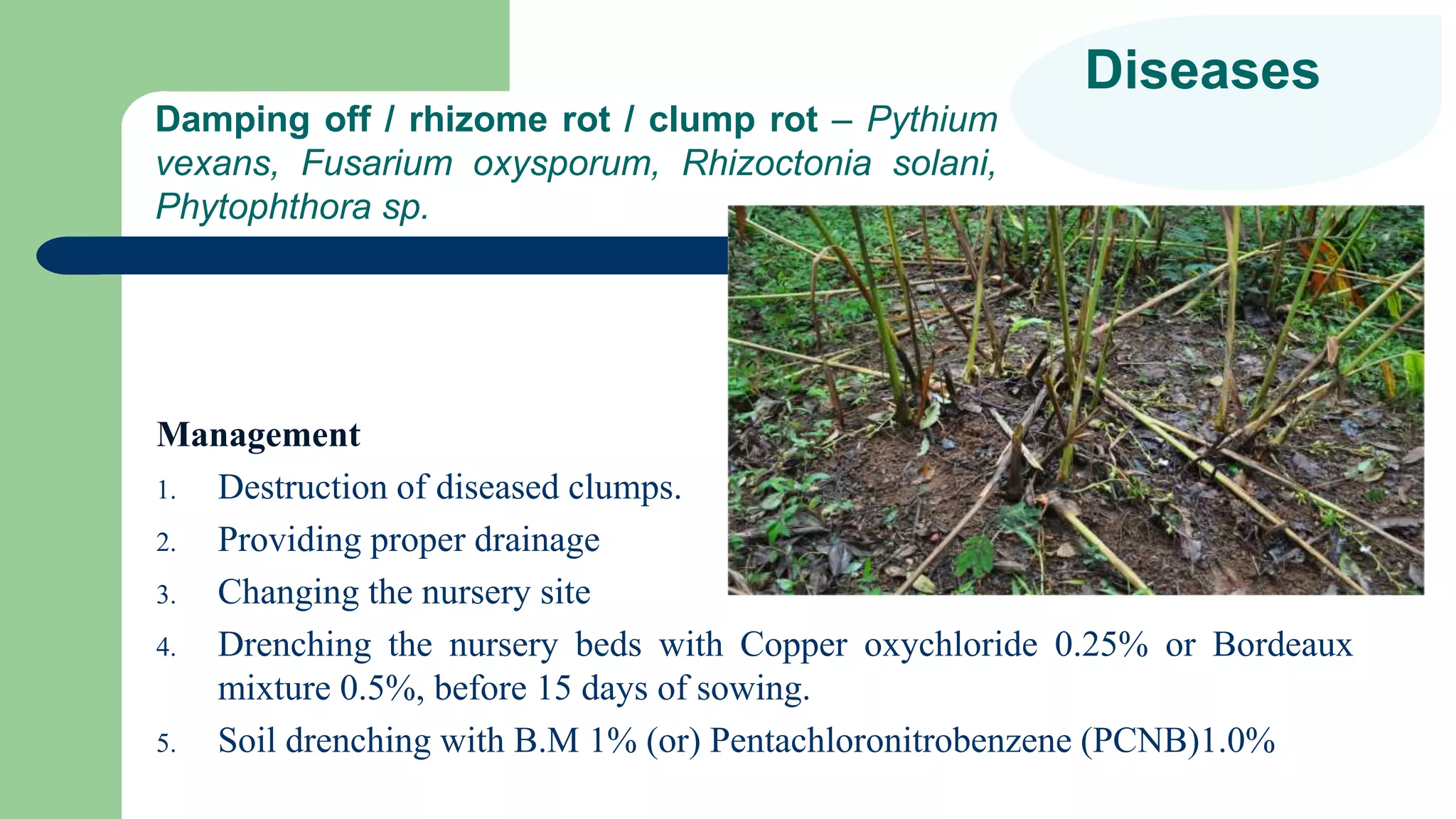 Production Technology Of Cardamom | PPTX