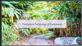 1
Production Technology of Cardamom
Vasanthkumar SS
I - M.Sc PSMA
HC&RI,pkm
 