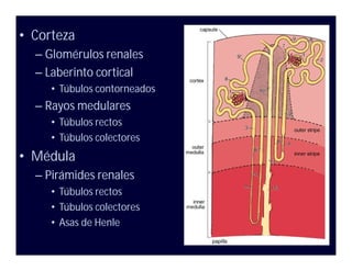 Histología de aparato urinario | PDF