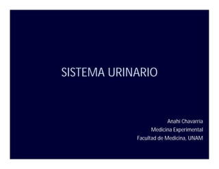 SISTEMA URINARIO

Anahí Chavarría
Medicina Experimental
Facultad de Medicina, UNAM

 