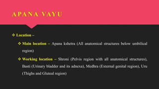 APANA VAYU
 Location –
 Main location – Apana kshetra (All anatomical structures below umbilical
region)
 Working location – Shroni (Pelvis region with all anatomical structures),
Basti (Urinary bladder and its adnexa), Medhra (External genital region), Uru
(Thighs and Gluteal region)
 