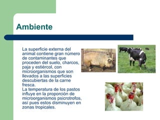 Ambiente <ul><li>La superficie externa del animal contiene gran número de contaminantes que proceden del suelo, charcos, p...