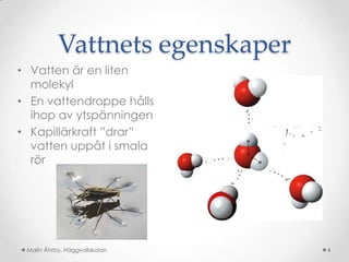 Vattnets egenskaper
• Vatten är en liten
  molekyl
• En vattendroppe hålls
  ihop av ytspänningen
• Kapillärkraft ”drar”
  vatten uppåt i smala
  rör




 Malin Åhrby, Häggvallskolan     4
 