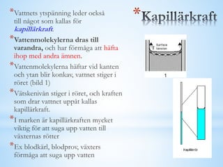 **Vattnets ytspänning leder också
till något som kallas för
kapillärkraft.
*Vattenmolekylerna dras till
varandra, och har förmåga att häfta
ihop med andra ämnen.
*Vattenmolekylerna häftar vid kanten
och ytan blir konkav, vattnet stiger i
röret (bild 1)
*Vätskenivån stiger i röret, och kraften
som drar vattnet uppåt kallas
kapillärkraft.
*I marken är kapillärkraften mycket
viktig för att suga upp vatten till
växternas rötter
*Ex blodkärl, blodprov, växters
förmåga att suga upp vatten
 