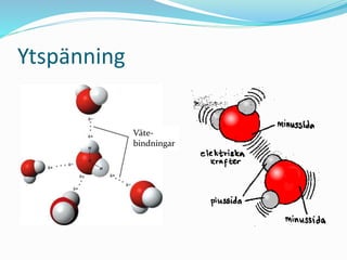 Ytspänning
Väte-
bindningar
 