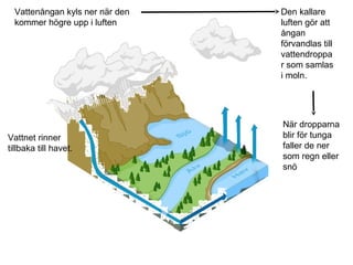 Vattenångan kyls ner när den   Den kallare
  kommer högre upp i luften      luften gör att
                                 ångan
                                 förvandlas till
                                 vattendroppa
                                 r som samlas
                                 i moln.




                                 När dropparna
Vattnet rinner                   blir för tunga
tillbaka till havet.             faller de ner
                                 som regn eller
                                 snö
 