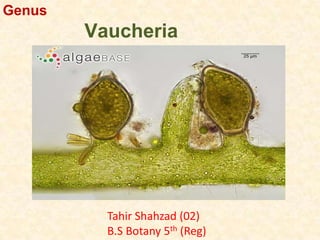 Genus
Vaucheria
Tahir Shahzad (02)
B.S Botany 5th (Reg)
 