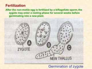 Fertilization
After the non-motile egg is fertilized by a biflagellate sperm,the
zygote may enter a resting phase for several weeks before
germinating into a new plant.
Germination of zygote
 
