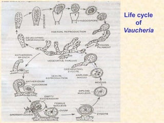 Life cycle
of
Vaucheria
 
