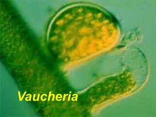 Vaucheria
 