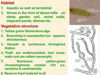 Habitat
1. Aquatic as well as terrestrial
2. Grows in the form of dense tufts on
walls,damp garden soil, moist
stagnant ponds, ditches etc.
Vegetative structure
5.
1. Yellow green filamentous alga
2. Branching is monopodial but appears
dichotomous
3. Vacuole is continuous throughout
thallus
4. Thalli are multinucleated, lack cross-
walls and are called coenocytic
Numerous yellow-green
chromatophores contain Chl a,e,
carotene & xanthophylls
6. Reserve food material is oil
 