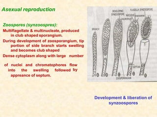 Asexual reproduction
Zoospores (synzoospres):
Multiflagellate & multinucleate, produced
in club shaped sporangium.
During development of zoosporangium, tip
portion of side branch starts swelling
and becomes club shaped
Dense cytoplasm along with large number
into the swelling followed
of nuclei and chromatophores flow
by
Development & liberation of
synzoospores
appreance of septum.
 