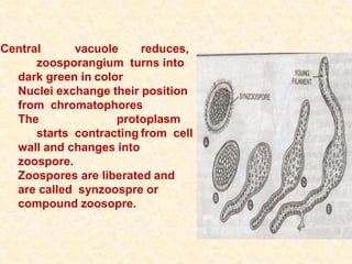Central vacuole reduces,
zoosporangium turns into
dark green in color
Nuclei exchange their position
from chromatophores
The protoplasm
starts contracting from cell
wall and changes into
zoospore.
Zoospores are liberated and
are called synzoospre or
compound zoosopre.
 