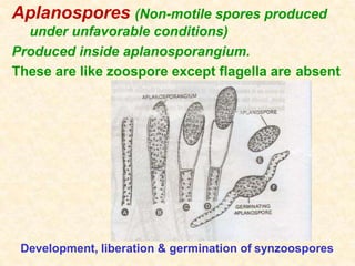 Aplanospores (Non-motile spores produced
under unfavorable conditions)
Produced inside aplanosporangium.
These are like zoospore except flagella are absent
Development, liberation & germination of synzoospores
 