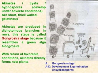 Akinetes / cysts /
hypnospores (develop
under adverse conditions)
Are short, thick walled,
gelatinous
Akinetes are
dichotomous
produced in
branches in
rows, this stage is called
Gongrosira stage because it
resembles a green alga
Gongrosira.
With return of favorable
conditions, akinetes directly
forms new plants A: Gongrosira stage
A-D: Development & germination
of synzoospores
 