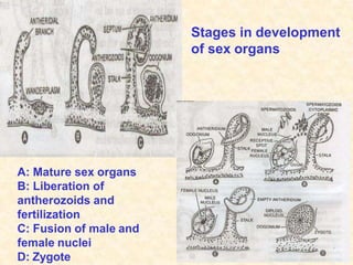 A: Mature sex organs
B: Liberation of
antherozoids and
fertilization
C: Fusion of male and
female nuclei
D: Zygote
Stages in development
of sex organs
 