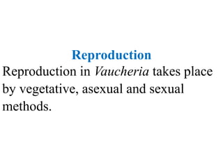 Reproduction
Reproduction in Vaucheria takes place
by vegetative, asexual and sexual
methods.
 