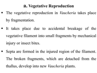 a. Vegetative Reproduction
 The vegetative reproduction in Vaucheria takes place
by fragmentation.
 It takes place due to accidental breakage of the
vegetative filament into small fragments by mechanical
injury or insect bites.
 Septa are formed in the injured region of the filament.
The broken fragments, which are detached from the
thallus, develop into new Vaucheria plants.
 
