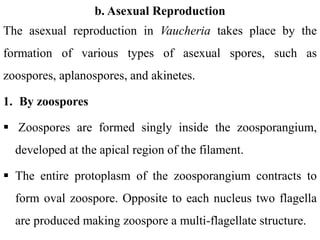 b. Asexual Reproduction
The asexual reproduction in Vaucheria takes place by the
formation of various types of asexual spores, such as
zoospores, aplanospores, and akinetes.
1. By zoospores
 Zoospores are formed singly inside the zoosporangium,
developed at the apical region of the filament.
 The entire protoplasm of the zoosporangium contracts to
form oval zoospore. Opposite to each nucleus two flagella
are produced making zoospore a multi-flagellate structure.
 