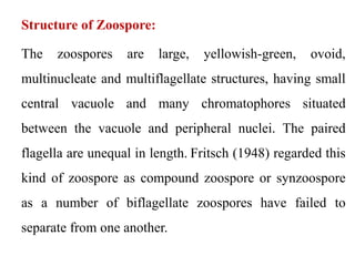Structure of Zoospore:
The zoospores are large, yellowish-green, ovoid,
multinucleate and multiflagellate structures, having small
central vacuole and many chromatophores situated
between the vacuole and peripheral nuclei. The paired
flagella are unequal in length. Fritsch (1948) regarded this
kind of zoospore as compound zoospore or synzoospore
as a number of biflagellate zoospores have failed to
separate from one another.
 